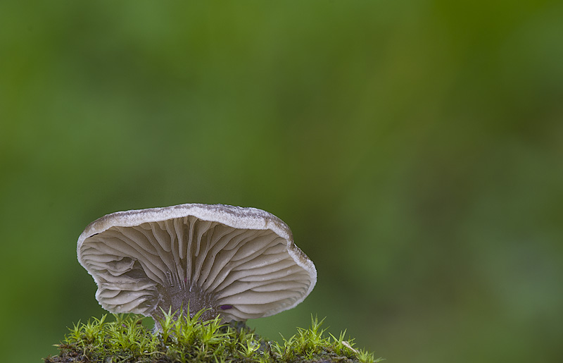 Arrhenia acerosa var. acerosa